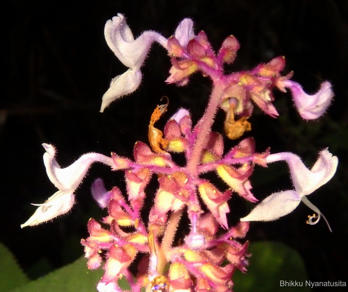 Coleus kanneliyensis L.H.Cramer & S. Balas.